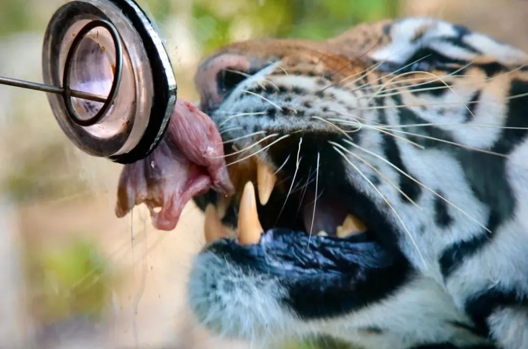 所有郑州人免费了！壹定发观光车带你嗨玩竹海野生动物园！