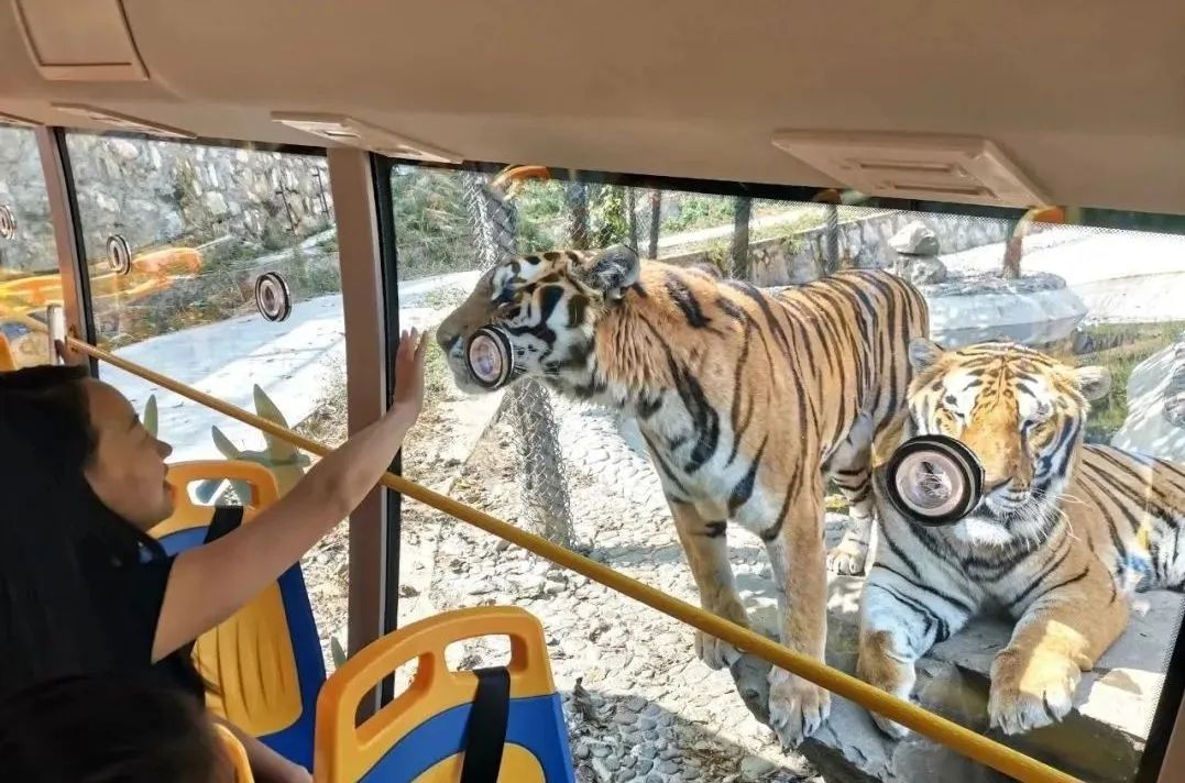 所有郑州人免费了！壹定发观光车带你嗨玩竹海野生动物园！