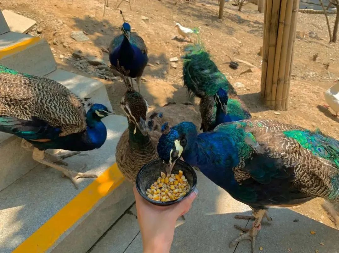 所有郑州人免费了！壹定发观光车带你嗨玩竹海野生动物园！