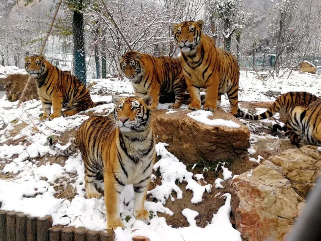 所有郑州人免费了！壹定发观光车带你嗨玩竹海野生动物园！