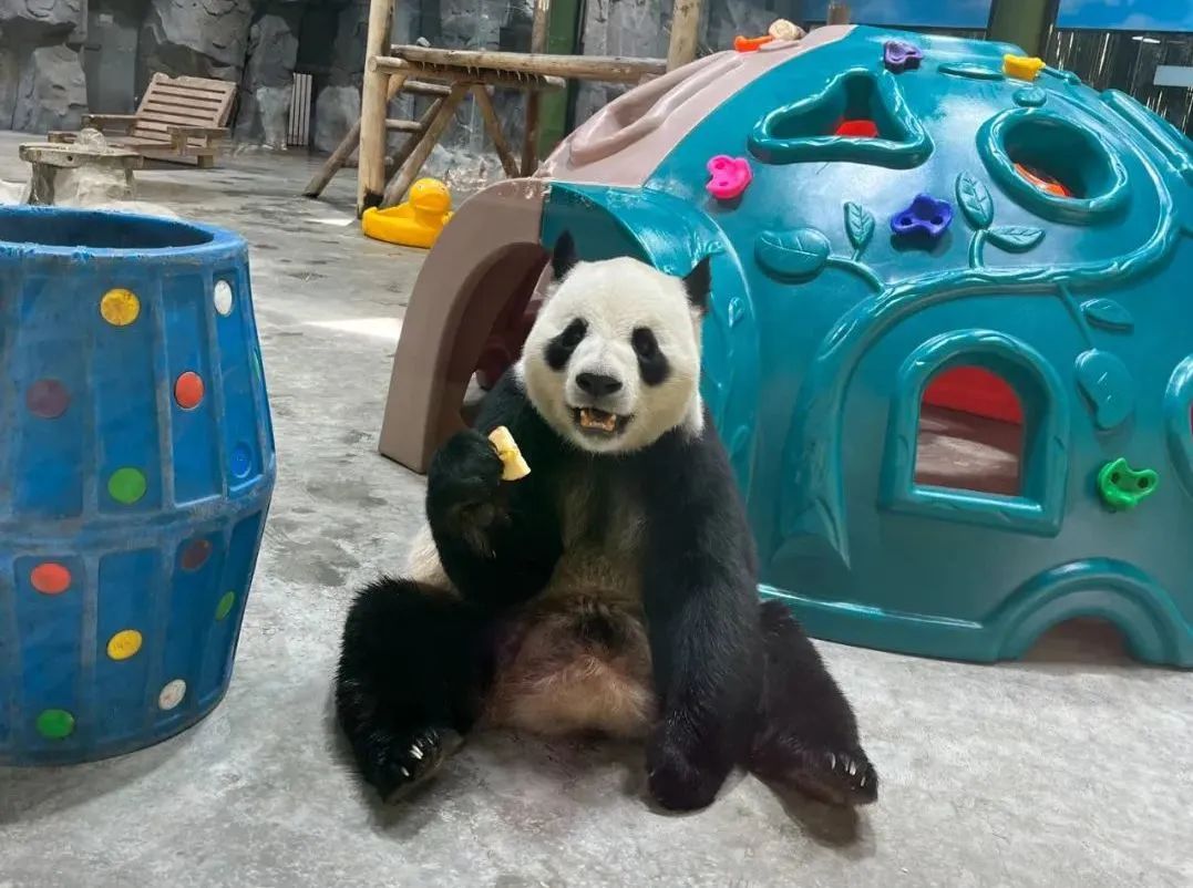 所有郑州人免费了！壹定发观光车带你嗨玩竹海野生动物园！