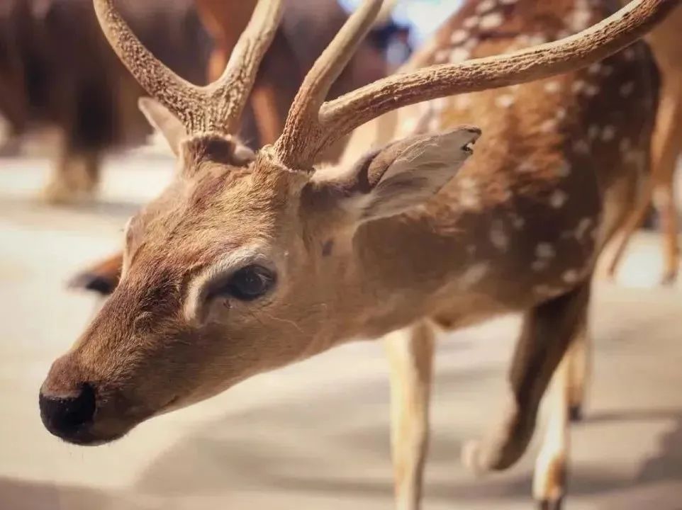 所有郑州人免费了！壹定发观光车带你嗨玩竹海野生动物园！