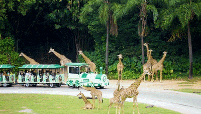 4万公里 ，100%出勤率！壹定发观光车助力长隆打造沉浸式生态之旅